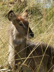 090517_Pilanesberg 129